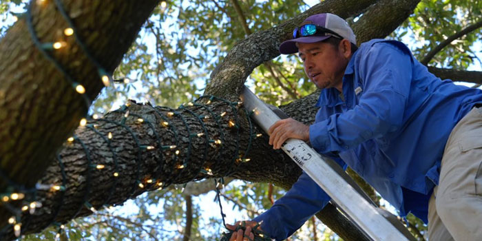 Holiday Roof Tree Shrub Lighting